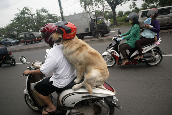 รูปภาพน่ารัก ชายอินโดจับหมาใส่หมวกกันน็อก แว๊นทั่วเมือง