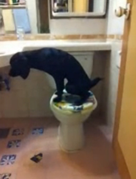 หมาแสนรู้เข้าห้องน้ำ ฉี่เสร็จกดชักโครกเอง