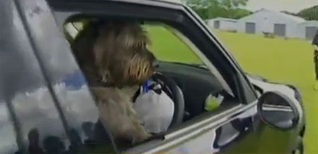 นิวซีแลนด์ สอนสุนัขจรจัดขับรถ หวังกระตุ้นคนรับเลี้ยง