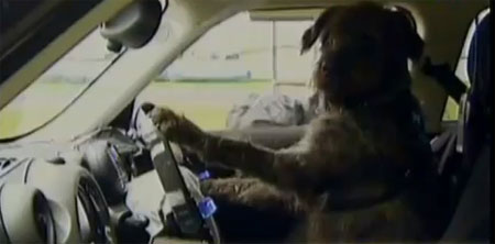 นิวซีแลนด์ สอนสุนัขจรจัดขับรถ หวังกระตุ้นคนรับเลี้ยง