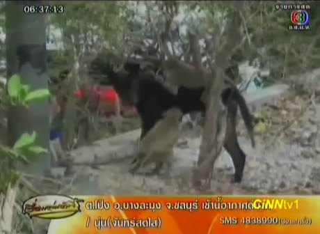 น่ารัก! 4 เพื่อนซี้ ลิงกับหมา 