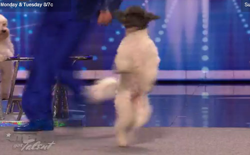 American Got Talent American Got Talent