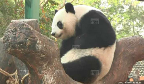 หลินปิง หลินปิง