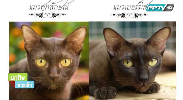 แมวไทยแท้...ใกล้สูญพันธุ์ ? แมวไทยแท้...ใกล้สูญพันธุ์ ?