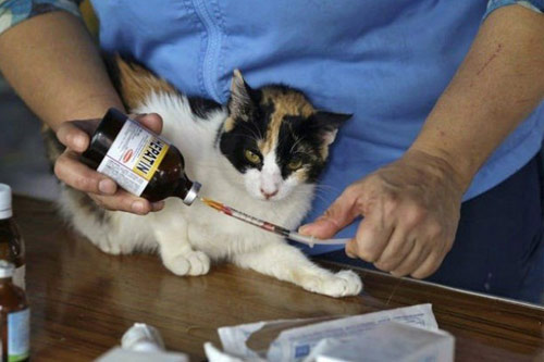 หญิงเปรูอุปการะแมวเร่ร่อนป่วยระยะสุดท้าย กว่า 175 ตัว