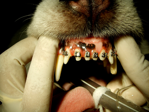 รู้ยัง ? สุนัขก็จัดฟันได้ แต่ต้องมีปัญหาสบฟันจริง ๆ นะ
