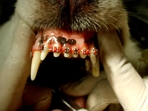 รู้ยัง ? สุนัขก็จัดฟันได้ แต่ต้องมีปัญหาสบฟันจริง ๆ นะ