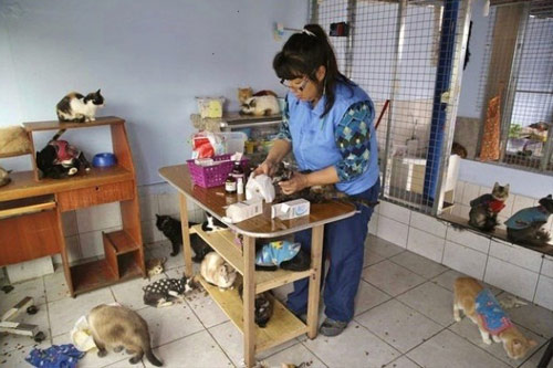 หญิงเปรูอุปการะแมวเร่ร่อนป่วยระยะสุดท้าย กว่า 175 ตัว