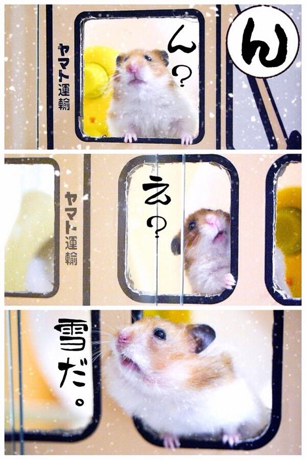 แฮมสเตอร์ แฮมสเตอร์