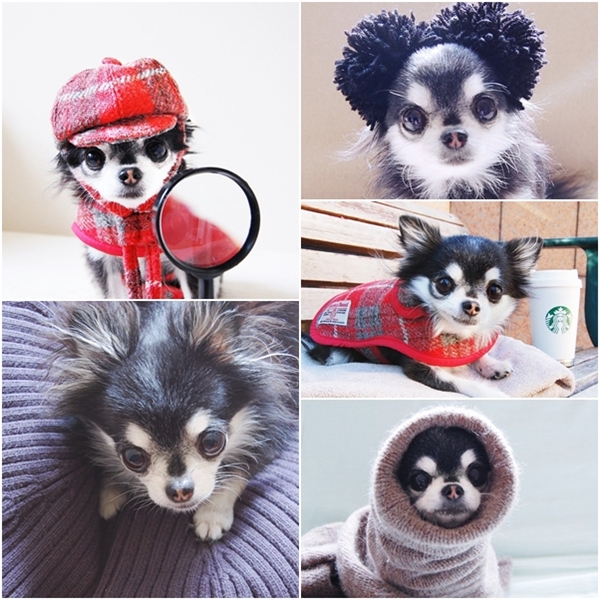อินสตาแกรมสัตว์เลี้ยง อินสตาแกรมสัตว์เลี้ยง