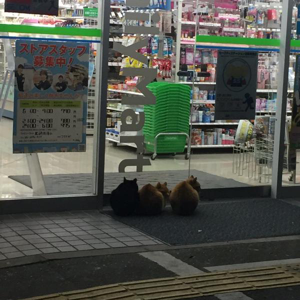 แมวญี่ปุ่นทวงคืนความไว้ใจ ไม่ยอมล้ำเส้นเข้าร้านสะดวกซื้อ