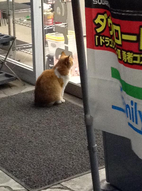 แมวญี่ปุ่นทวงคืนความไว้ใจ ไม่ยอมล้ำเส้นเข้าร้านสะดวกซื้อ