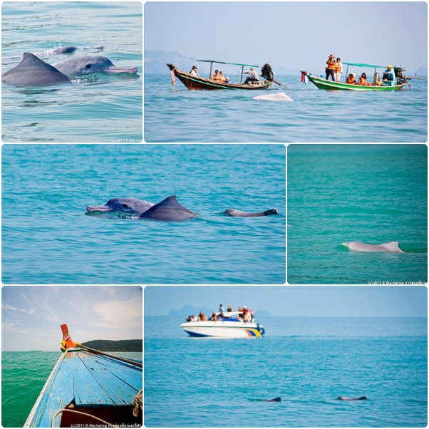 โลมา ขนอม