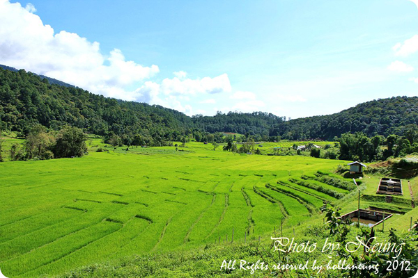 นาขั้นบันได