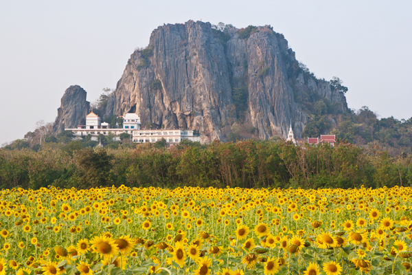 ทุ่งทานตะวัน ลพบุรี 