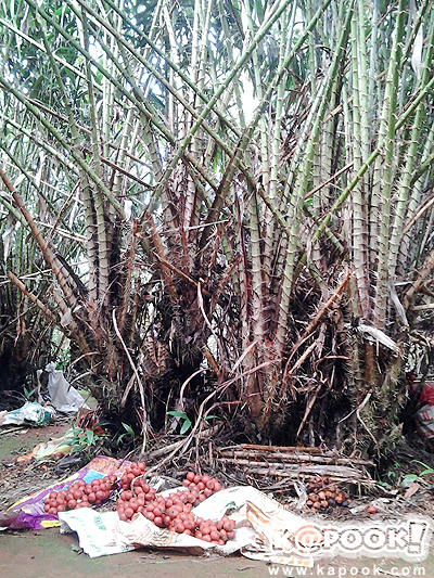 จันทบุรี จันทบุรี