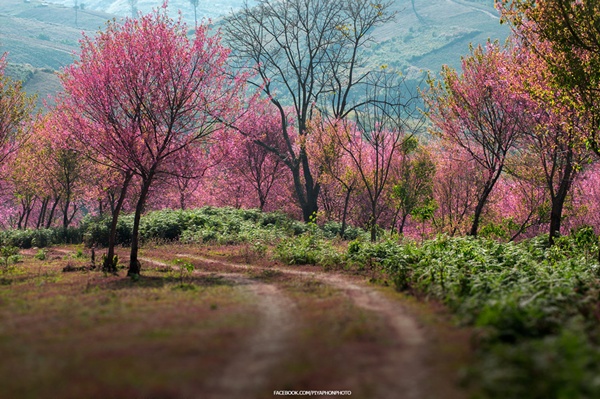 ภูลมโล