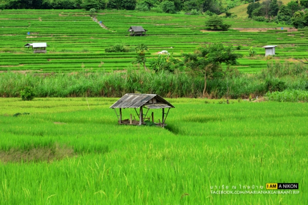 นาขั้นบันได เชียงใหม่