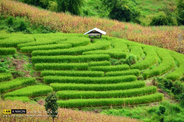 นาขั้นบันได เชียงใหม่