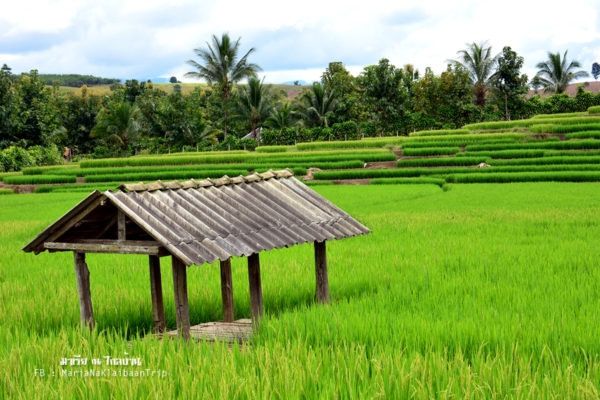 นาขั้นบันได เชียงใหม่