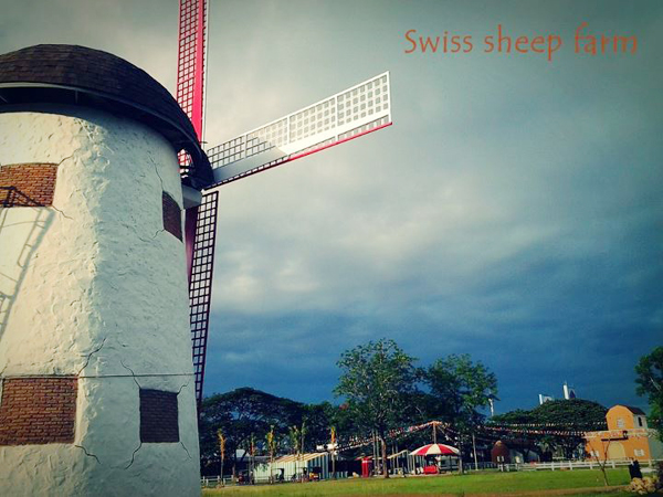 Swiss Sheep Farm