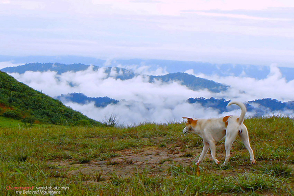 ทองผาภูมิ