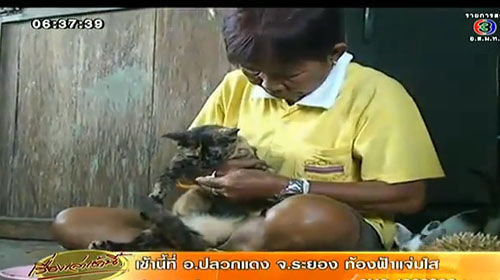 แมวกินทุเรียน ได้กลิ่นไม่ได้ ต้องร้องเหมียวขอกิน