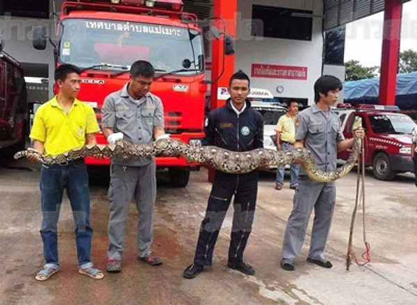 งูเหลือมยักษ์ยาว 6 เมตร โผล่เขมือบไก่ในหมู่บ้าน