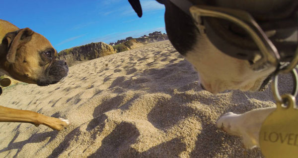 Fetch Fetch