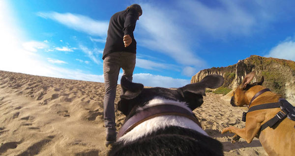 Fetch Fetch
