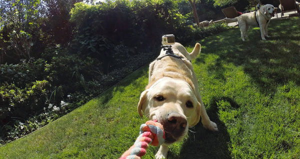 Fetch Fetch
