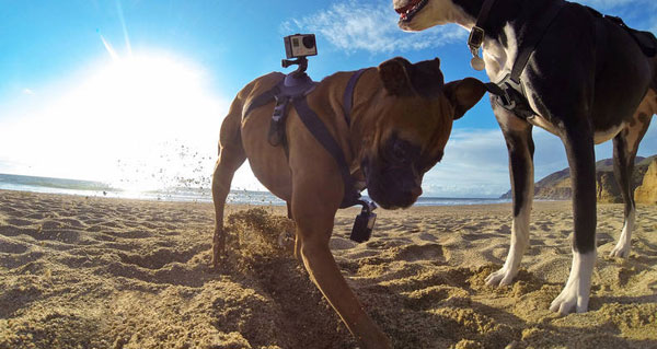 Fetch Fetch
