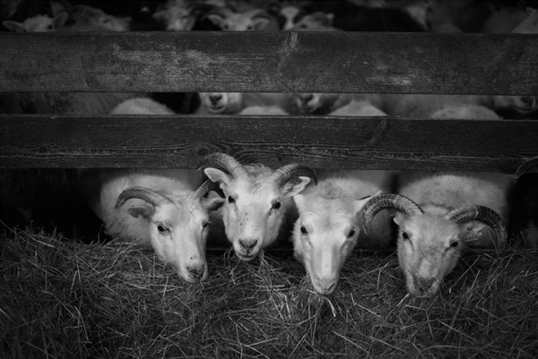 Leica M Monochrom Typ 246 Leica M Monochrom Typ 246