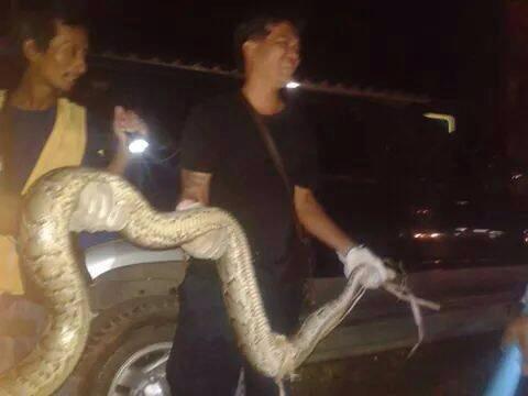 งูเข้ารถที่ชลบุรี คอหวยแห่ซื้อเลขทะเบียนรถ 8748