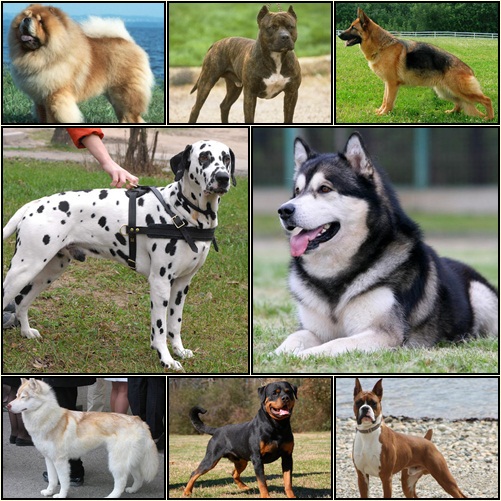 10 อันดับสุนัขพันธุ์ดุที่สุดในโลกที่คุณควรระวัง