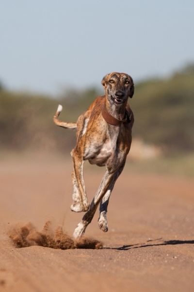 สัตว์ 10  ชนิด ที่เคลื่อนไหวเร็วที่สุดในโลก