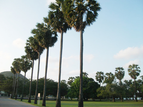 หาดเตยงาม อ่าวนาวิกโยธิน เที่ยวสบาย ๆ ชายทะเลสัตหีบ