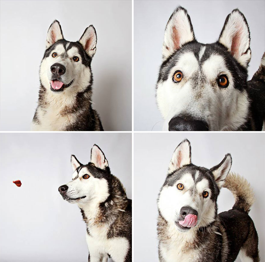 16 รูปเซลฟี่ของสุนัขจรจัด ที่น่ารักจนอยากเก็บมาเลี้ยง