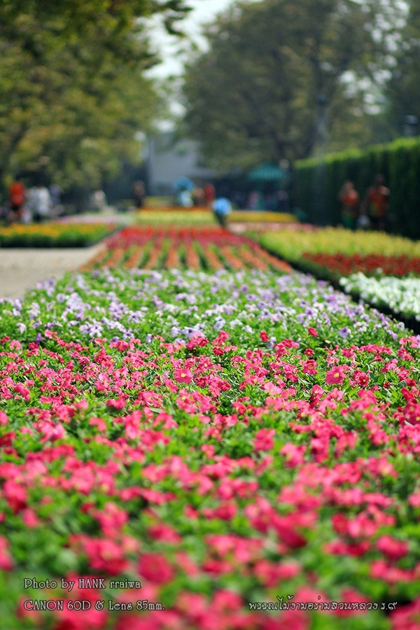 พาเที่ยวงานพรรณไม้งามอร่ามสวนหลวง ร.9 สวยตระการตา พาเที่ยวงานพรรณไม้งามอร่ามสวนหลวง ร.9 สวยตระการตา