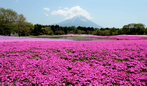 เริ่มแล้วเทศกาลชมดอกชิบะซากุระ เคียงคู่ภูเขาไฟฟูจิ