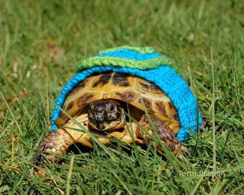 น่ารัก! สาวแคนาดาถักชุดให้เต่า ได้ใจคนรักเต่าทั่วโลก