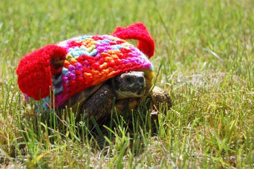 น่ารัก! สาวแคนาดาถักชุดให้เต่า ได้ใจคนรักเต่าทั่วโลก