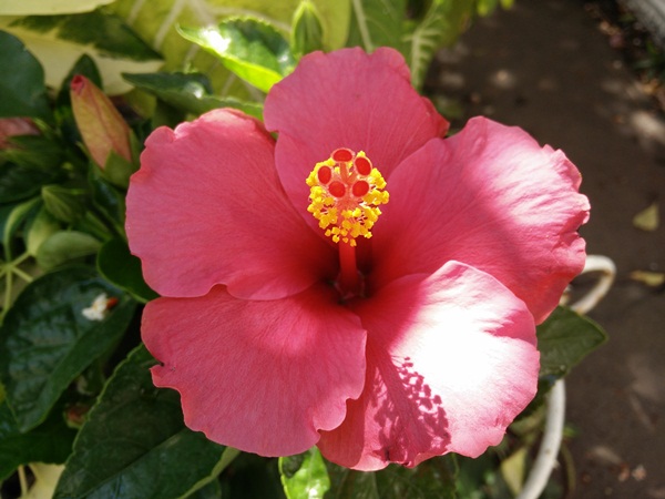 OPPO Find 7a