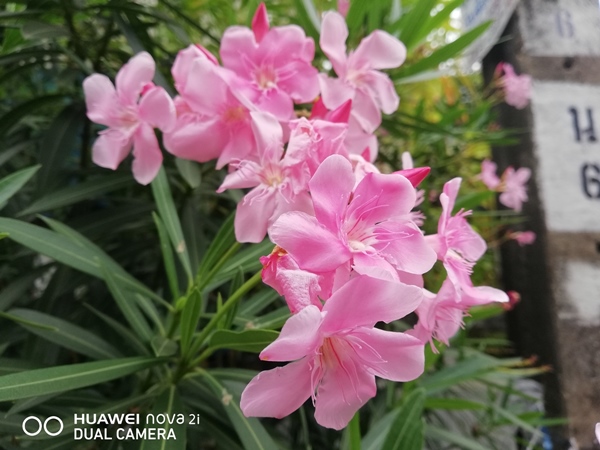 Huawei nova 2i