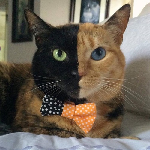 ภาพจาก Instagram Venus the Two Face Cat