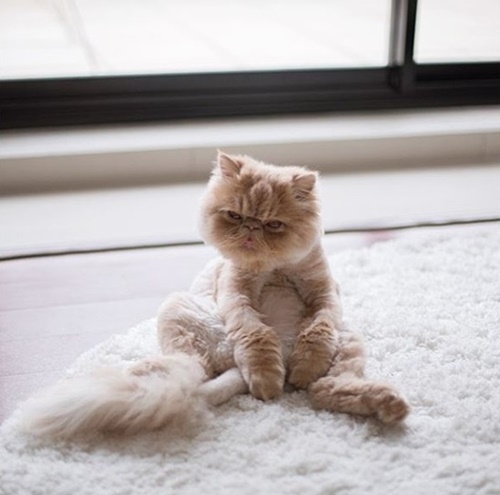 ภาพจาก Instagram winstonsmushface 