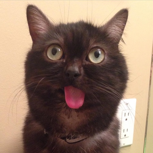 ภาพจาก Instagram mrmagoothecat 