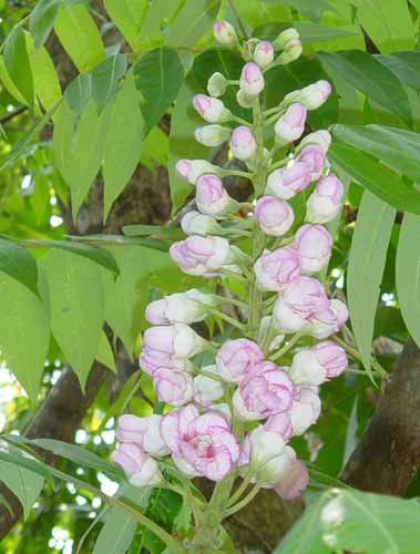 ภูคาบาน