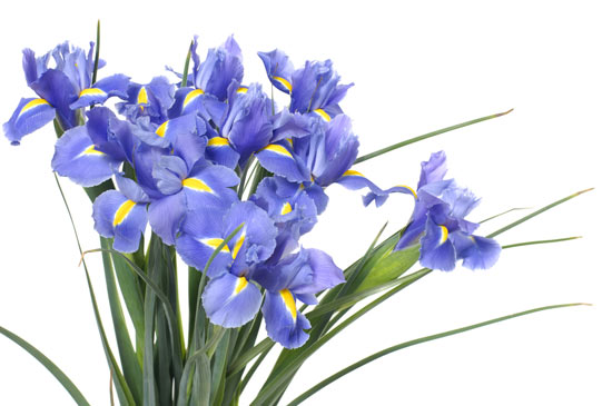 ดอกไอริส (Iris)