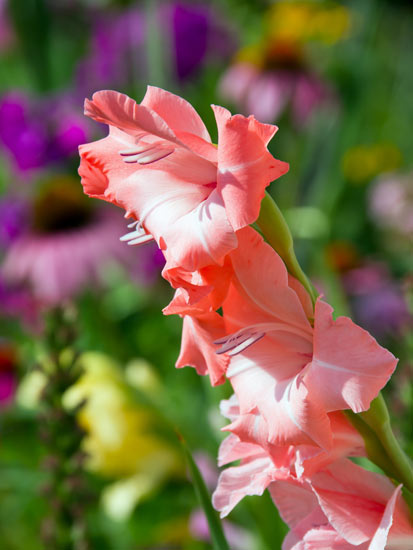 ดอกแกลดิโอลัส หรือ ดอกซ่อนกลิ่นฝรั่ง (Gladiolus)